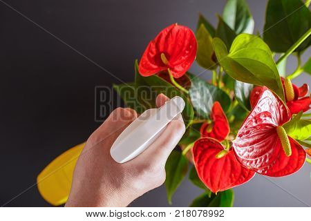 The concept of caring for a home plant Anthurium. This flower is also called Flamingoblume. Yellow spray for watering flowers and red flowers with green leaves.