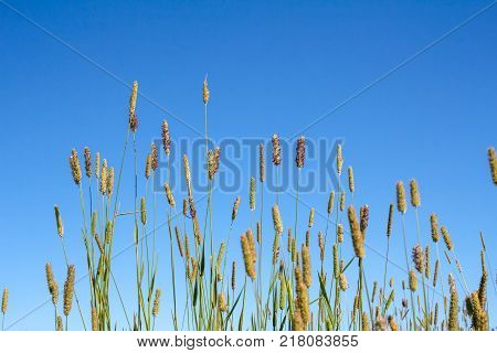 Grass and blue sky. Inflorescence of Timothy meadow on blue sky background. Summer flowering grass. Selective focus.