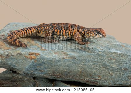 Saharan Spiny Tailed Lizard (Uromastyx Geyri) basking on a rock