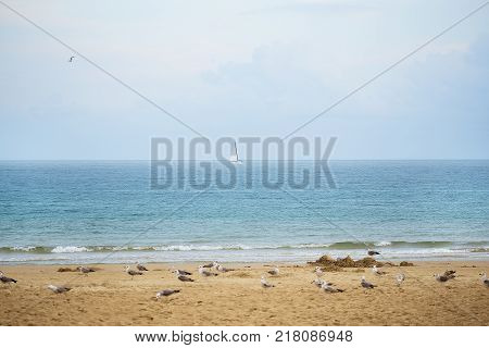 Gulls on the beautiful sandy beaches of Bulgaria Nessebar