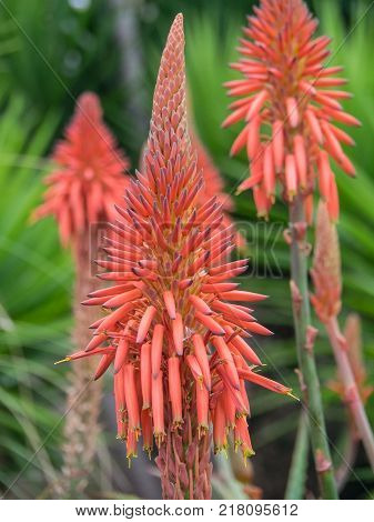 the coasline and the nature of the Island of madeira