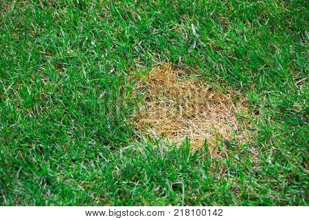 Anthracnose lawn, death of small areas of turf.