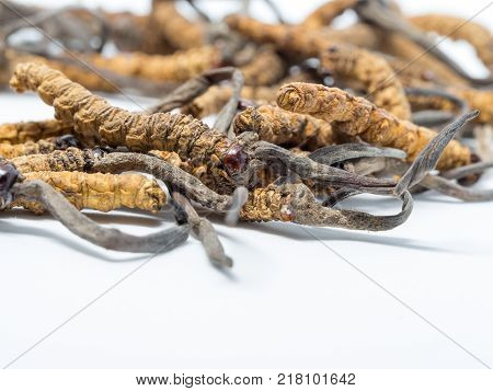close up Ophiocordyceps sinensis (CHONG CAO DONG CHONG XIA CAO) or mushroom cordyceps this is a herbs. Medicinal properties in the treatment of diseases.