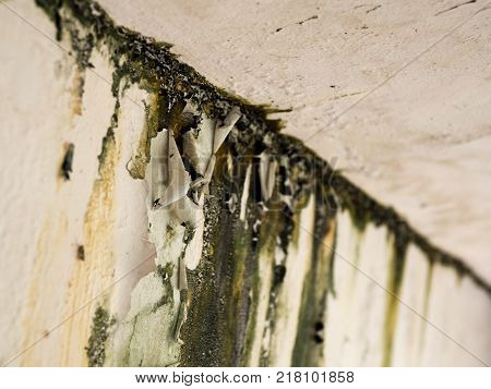 Old wall paint peel caused by the water from the roof.Green lichen sticking on the wall