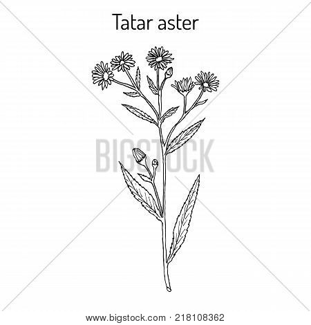 Tatarinows aster Aster tataricus , medicinal plant. Hand drawn botanical vector illustration