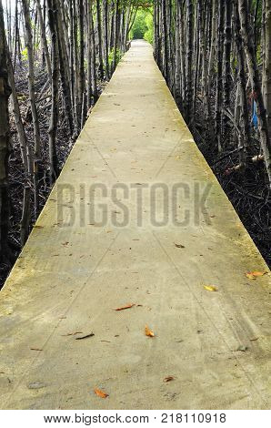 The walkway is made of concrete. For tourists to see the mangrove forest.