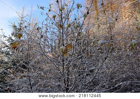 A snow covered bush during winter in Perthshire