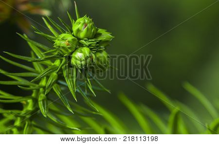 Monkey puzzle tree, Araucaria Araucana, close up branch
