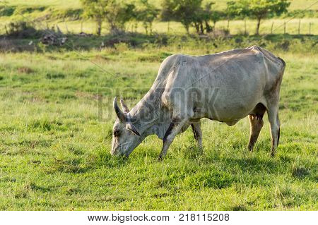 Brahman cow in Martinique IIsland, Caribean, France