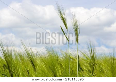 Wild barley field in a sunny and windy day, plant shaken, clouds on blue sky, selective focus