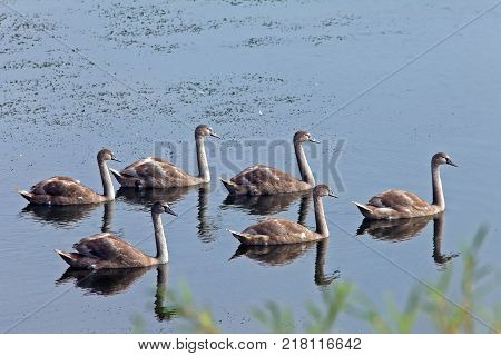 a brood of young beautiful swans swimming in the lake