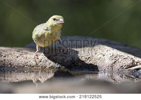 Southern Masked Weaver females having a bath in a waterhole in the Kalahari desert