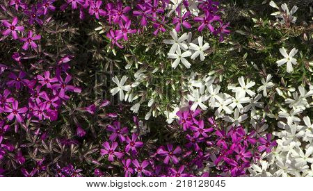 Phyllox subulate facade, contrasting color, close up