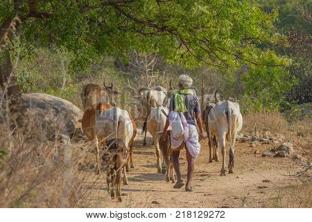 The shepherd grazes cows in the steppe region. Indian people in traditional clothes, dhoti. Hampi, Karnataka, India.