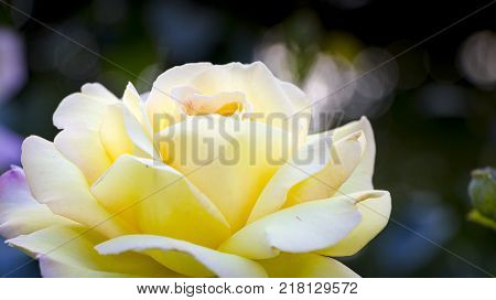White roses in garden - close up background