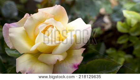 White roses in garden - close up background