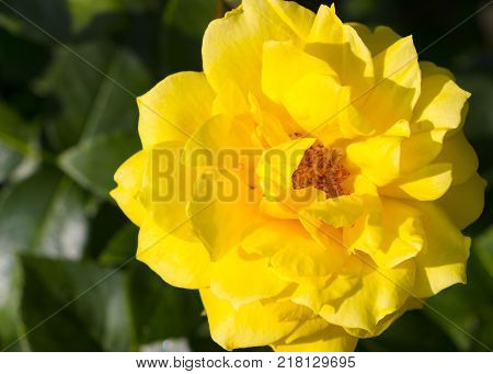 White roses in garden - close up background