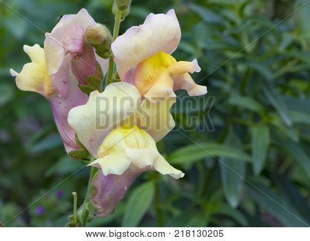 crimson antirrhinum snapdragon flower close up background