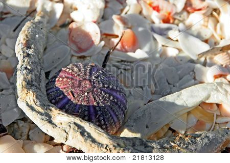 Ricci di mare