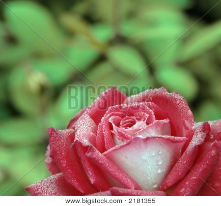 Dew On A Red Rose