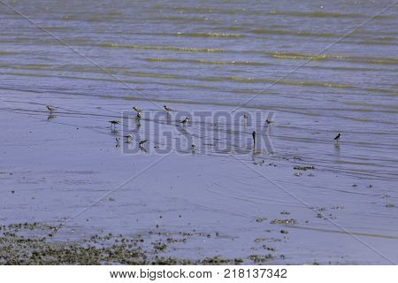 a flock of birds that live in wetland area near the sea and mangrove forest