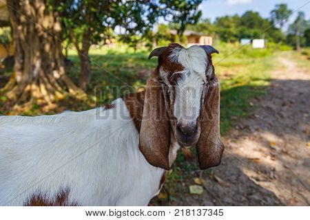 Goat In The Royal Chitwan National Park, Nepalgoat