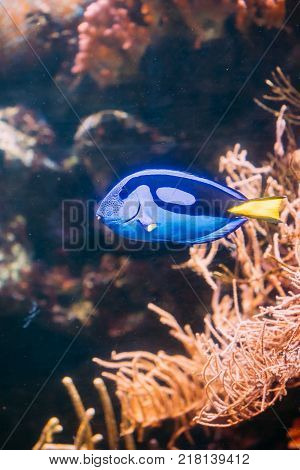 Blue Tang Fish Paracanthurus Hepatus Swimming In Water. Popular Fish In Marine Aquarium, Needs A Large Coral  Aquarium To Be Able To Live In Captivity. It Is The Only Member Of Genus Paracanthurus.