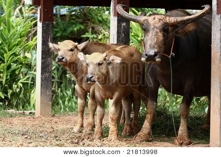 Buffalo