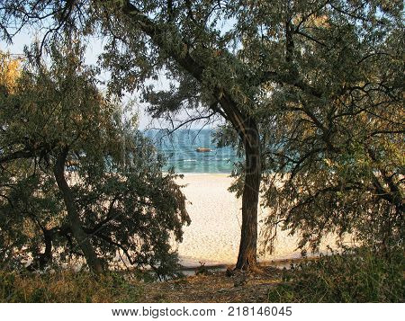 trees growing on the shore against the backdrop of the sea of sky and sand
