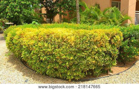 Nice plant decorated with small stones around. Green and yellow colors in nice combination. Aruba Island nature. Beautiful background.