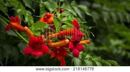 a image of a flower vine garden Kampsis