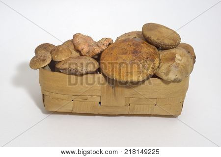 wicker basket full of fresh forest mushrooms