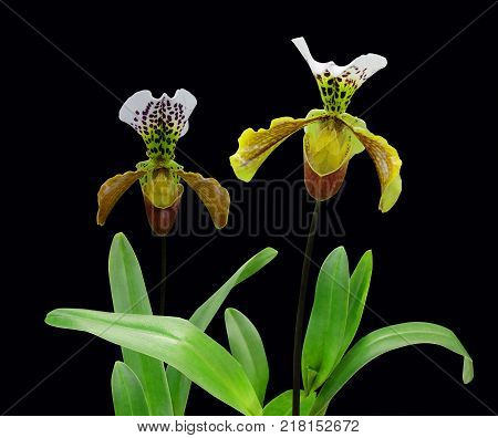 Orchid Paphiopedilum Gratrixianum isolated on a black background. Indoor tropical plant slipper.