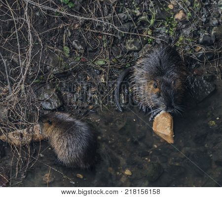Coypu Eating Bread In Winter Bilina River In Usti Nad Labem City