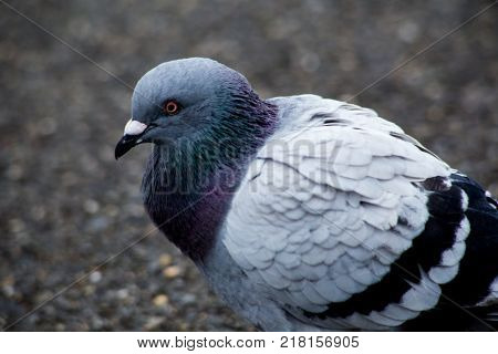 Portrait of a pigeon I met walking in Yamashita Park one morning.