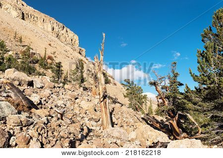 Limber Pine Grove on the North side of Sheep Mountain in the Mosquito Range Colorado.National Heritage Area with Ancient Limber Pine and Bristle Cone Pine Trees.
