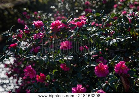 Camellia flowers bloom on bushes along a river in Japan on a bright November Day. These bushes are common across japan along roadsides parks and rivers.
