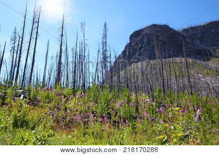 Blooming pink fireweeds attest to the forest rebirth at Marble Canyon in Kootenay National Park near Banff Canada while remnants of the 2003 forest fire remain in the background with Mount Whymper rising above the rugged terrain