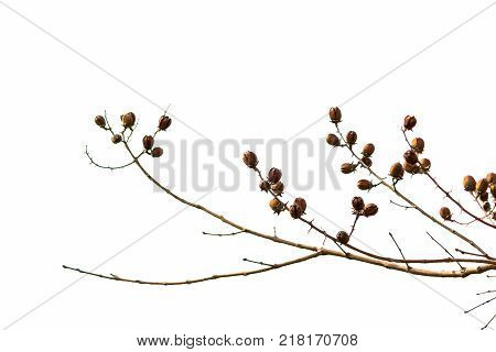 Dry fruit of Lagerstroemia floribunda Jack on white background