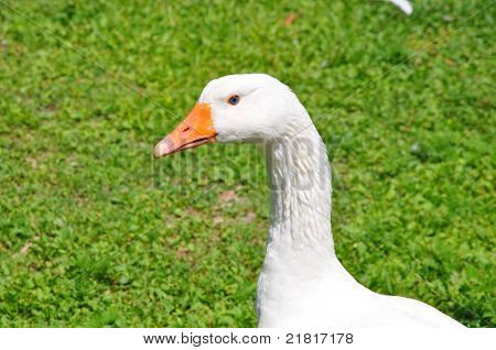 White Duck