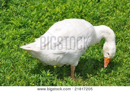 White Duck