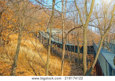 autumn forest, Safari Park, it highest bridge to walking people. Russia. Primorskiy Kray