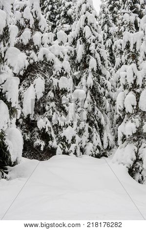 Winter snow road trough forest of fir trees