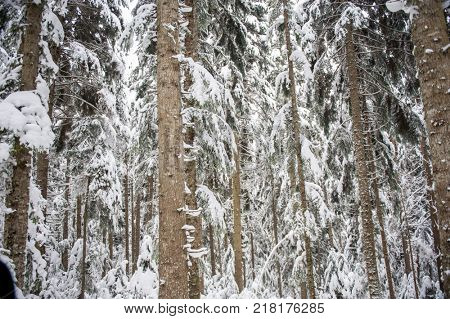 Winter snow road trough forest of fir trees