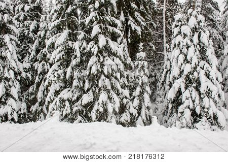 Winter snow road trough forest of fir trees