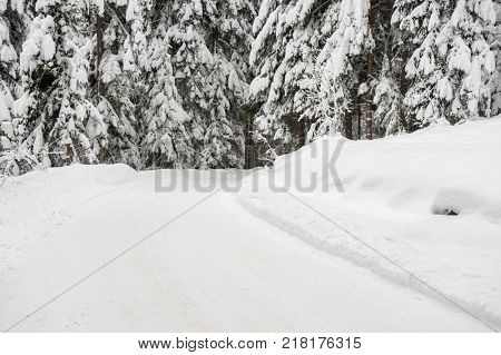 Winter snow road trough forest of fir trees