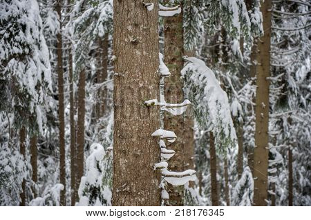 Winter snow road trough forest of fir trees