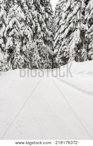 Winter snow road trough forest of fir trees