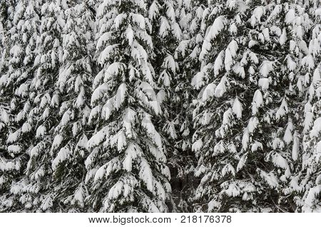 Winter snow road trough forest of fir trees