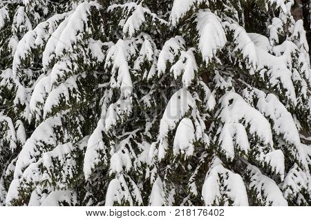 Winter snow road trough forest of fir trees
